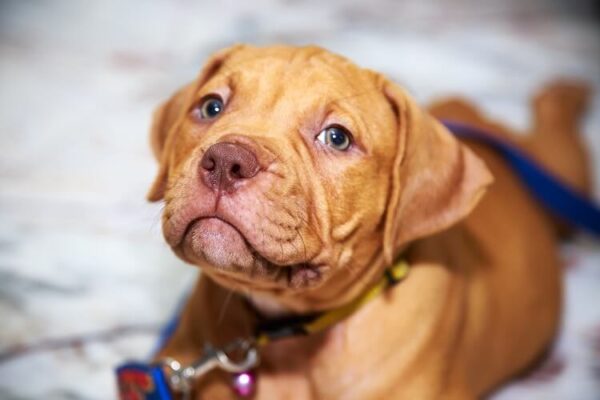 Duke