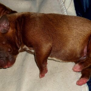 Penny
