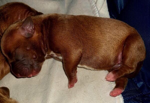 Penny